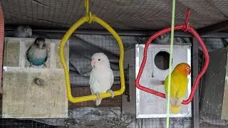 Live Lovebirds Cam 🐦❤️ | Beautiful Lovebirds Playing, Feeding & Singing