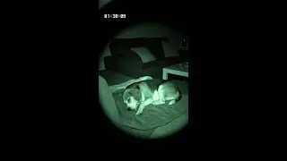 E-Zigarette explodiert neben schlafendem Hund