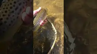 Pretty Wild Brown Catch and Release #fishing #wildtrout