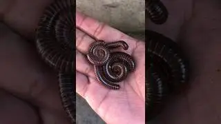 OMG 😱 | Red Millipede on my hand😱🪱🪱👉 #shorts