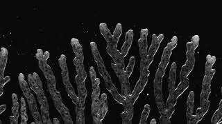 Neurospora crassa branching mutant 