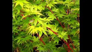 Acer palmatum 'Red Wood' Red Wood Japanese Maple