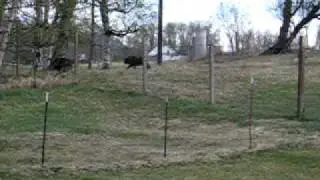 Calves at The Musk Ox Farm frolicking, May 2010