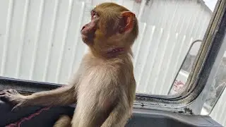 রাজা কেমন হেল্পারি করছে দেখো🐒😎🎥📽️ #@anupampatra9043 #vlog #monkeylovers #truckdriver #video 