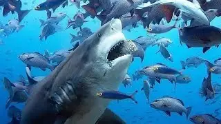 What's In Shark Mouth 🦈
