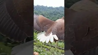 He doesn't know there's an eagle inside #eagle #ai