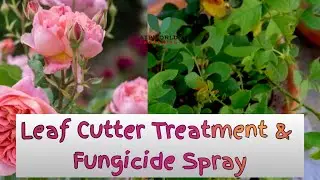 Leaf Cutter Bees on Roses: Treatment & Prevention