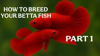 HOW TO BREED YOUR BETTA FISH 😄🐟. #bettafish #explore #aquarium #fish #petfish 