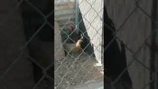 Gallus gallus murghi ( red junglefowl)