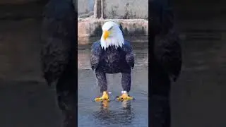 eagles sharp eyes