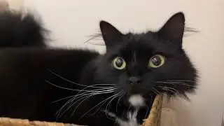 Box＋Cat ＝ Happy