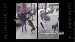 Aggressive Dog Training NYC Streets! Christina Shusterich NY Clever K9