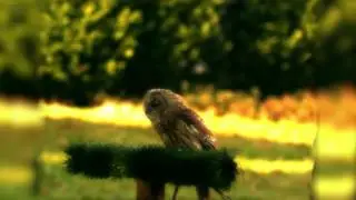 Turbary Woods Owl & Bird Sanctuary, Preston - Promotional Video