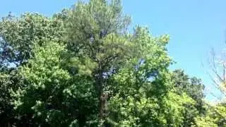 Tarzan tree service