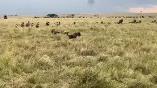 A lioness hunting a wildebeest 