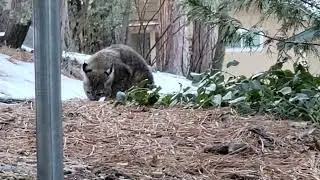 Feeding Hungry Bobcat