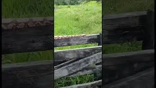 🐍 Cobra jiboia com carrapato.