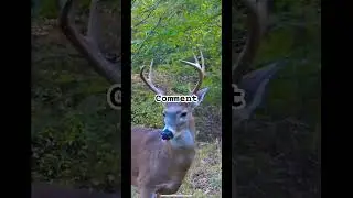 Your deer if you. #deer #hunting #God #deer camp #mississippi swamp donkeys