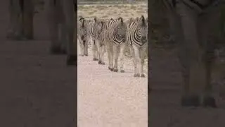 Zebra &ndash; Stripes of Survival 🦓 | Beauty Meets Strategy in the Wild!