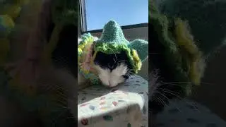 是誰帶著媽媽親手織的小帽子啊~#catsofyoutube #catshorts  #寵物友善日常 #cute #貓咪日常