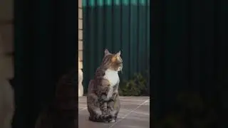 #factbuzz #cats##amazing Facts
