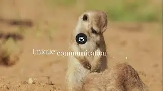 What Humans Learned from the Mongoose | The Fearless Survivor of the Wild