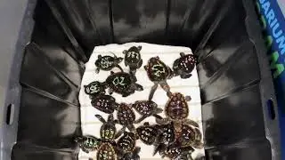 Sea Turtle Hatchling Release