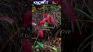 🍂🌳 10 Amazing Facts About the Forest Floor 🌿🐛#forests #shortsfeed