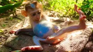 Baby monkey tries request milk his mom with mom monkey #cutebabymonkey