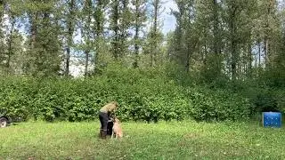 Otto Training Plan (hunting dummy)