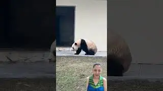 Panda sprints and nails an awesome roll-total cuteness overload! 🐼😂#cutebaby #babypanda #cutiepie