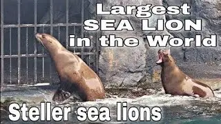 STELLER SEA LIONS THE LARGEST SEA LION IN THE WORLD @ MYSTIC AQUARIUM