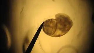 Aquatic Snails about to Hatch