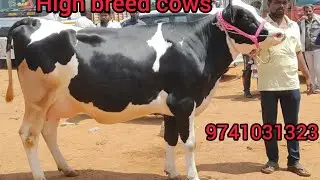 #2teeth #1st #lactation #chintamani #cattlemarket 9741031323