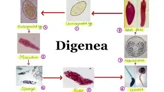 10. Order- Digenea || General life cycle of Digenetic Trematodes🔥🔥 || Aniket tyagi
