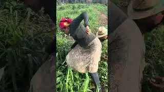 A comadre encontrou uma roça de maxixe