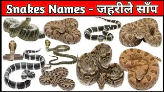 10 साँपों के नाम सीखें बच्चों के लिए | Learn 10 Snake Names for Kids with Pictures #kidsvideos 