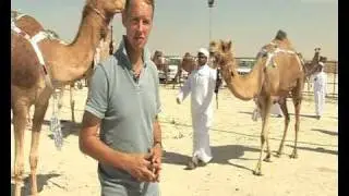 Middle East Business Report: Camels