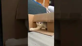 Cool Cat 🐈 @chocomuncho #funnycatvideos