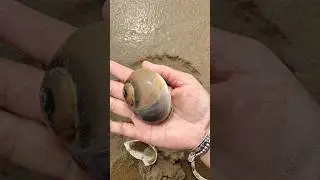 Wow giant snail found at beach!#snail #animallife #beach #oceanlife #sea#shorts #viralvideo #snails