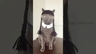 Cutest cat HALLOWEEN costumes IDEAS #halloween #cats #gatos #cute #funnycats #costume #meow #disfraz