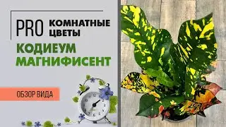 Кодиеум Магнифисент - обзор яркого солнечного сорта | Достойный конкурент цветущим растениям