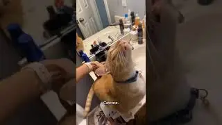 Funny CAT Moments 😂😂 episode 3176 #funnycats #cats #funnyanimals #petsofinstagram