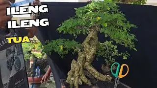Cek Harga Bonsai Pak Chamim