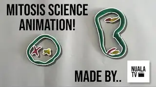 Mitosis Science Animation! | NualaTV