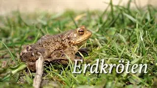 Erdkr&ouml;ten - Der Film