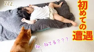 寝てる時なら近づけると思った豆柴が可愛すぎました