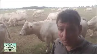 sursemis de tr&egrave;fle