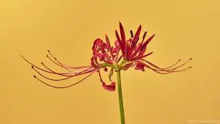 Red Spider Lily [Lycoris Radiata] Blooming Timelapse 8K 60fps.