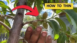 Peach Thinning: The Secret to Bigger Fruit